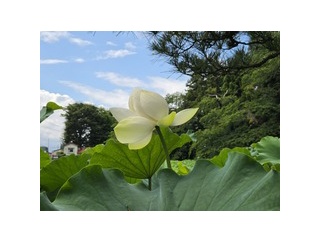 津軽山革秀寺の蓮の花