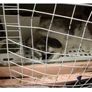 しばらくぶりのマロンの姿です