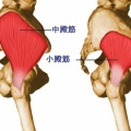 股関節を安定させるカギは「小臀筋」 〜 大事なインナーマッスル