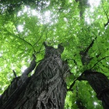 『本別町のカツラ』の画像
