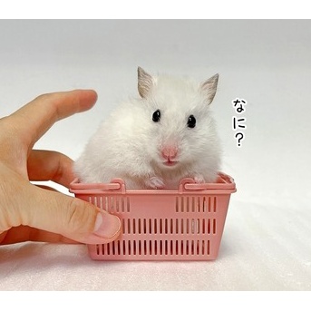 今日のミント(9/23追記)