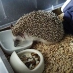 箱入りハリネズミ「たわし」のすみっこ大好き生活日記