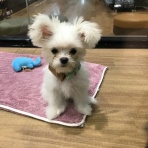 千葉県習志野市幕張にあるペットショップワンラブ カインズ幕張店のスタッフブログ