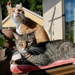 だいじろう日和。