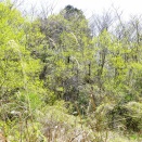 シオヤトンボの羽化が続く。