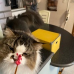 お昼寝だより〜ラガマフィンなぎと私＋テン