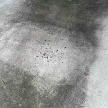 ツバメの赤ちゃん。