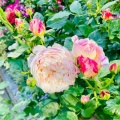憧れのローズ🌹ガーデン✨