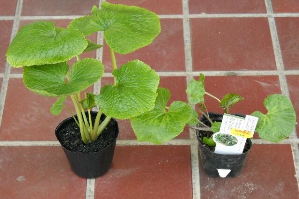 Berryの菜園日記 畑ワサビと葉ワサビ