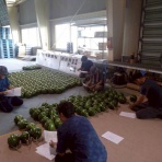 夜須のルナピエナスイカ「産地のできごと」