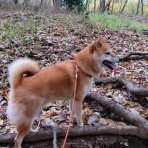 柴犬と暮らす山好きフライ釣人の日記