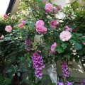 花が溢れ出す
