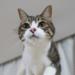 ミミオレ。