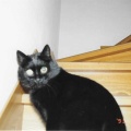 おもしろ猫