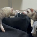 ジーーーーーーー#341