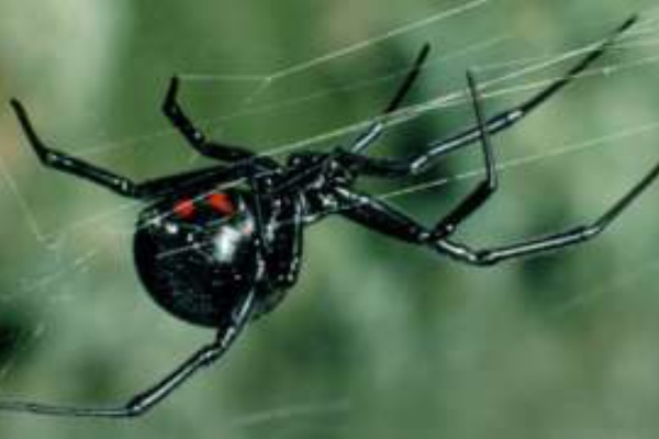クロゴケグモの毒の遺伝子コードを利用する生命体 ひかたま 光の魂たち