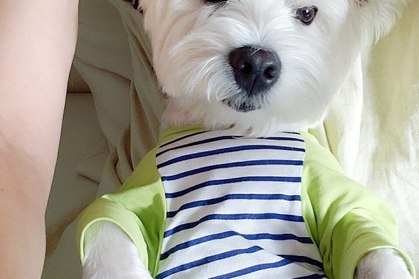 たかシェフのおうちごはん と 白い犬 と チワワ 21 Powered By ライブドアブログ