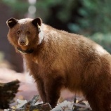 『クマさんのGPS』の画像