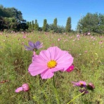 ★☆池袋発！ＡＭＢＩＴＩＯＵＳ社長日記☆★