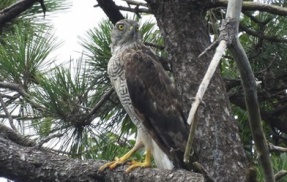 2026年7月24日の野鳥公園
