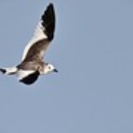 ヨット　Jennifer号 航海記　探鳥旅行記