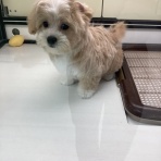 ペットショップワンラブ イオン石狩緑苑台店のスタッフブログ～在籍の子犬子猫やトリミングの情報を公開！新入荷商品の情報も要チェックですよ(^^♪