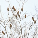 また　ヒレンジャク