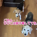 ガオだらけな日々　