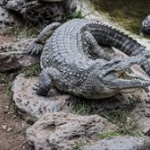 【画像】ワニ肉（前足）買ったwwww 	