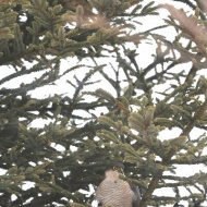 【日々の暮らし】あいつが待ち伏せてる！