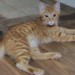 保護猫譲渡るーむ（仙台市　あにまるロック診療所）