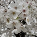 春ですね🌸