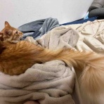 ねこかます