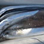 遊漁船「弁天丸」のブログです。