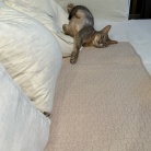 思い思いにくつろぐ猫たちに癒されるラッキー飼い主