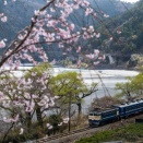 3月の川根路　桜咲く