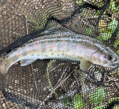 川魚はおいしいぞ！