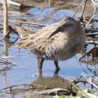 『令和6(2024)年2月11日の鳥さん Vol.2　夜勤明けの国分川で野鳥の観察･撮影 普通種多し!!オオジュリンや久々のクイナ登場!!』の画像