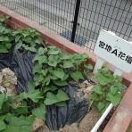 宮地子ども会