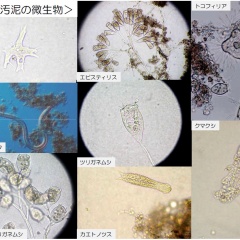 下水が綺麗になるしくみ「活性汚泥」とは何か？