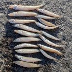 漁や釣りクラブ[RFC]