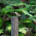 埼玉某所にあの野鳥を探しに行きました！