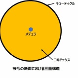 『光マイクロバブルとマイクロバブルフォーム(3550回記念)(18)』の画像