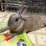 うさぎの飼い方について詳しいけど質問ある？