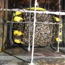 日本ミツバチ　冬