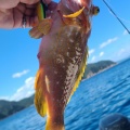 五目ジギング　美浜沖