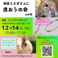 保護うさぎ譲渡会 第31回 保護うさぎさんに逢おうの会in大阪【12/14】