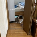 くしゃみと悲鳴