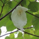 ハンカチの木・ナンジャモンジャの花等を撮る🌴（群馬県立公園おうらの森）