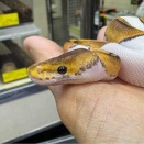 ヘビ新入荷！ボールパイソンとナミヘビちょこっと！